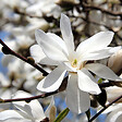 ARBORIX - Magnolia x loebneri 'Merrill' - Magnolia loebneri 'Merrill'  - 50-60 cm pot - vignette