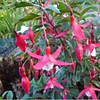 ARBORIX - 6 x Fuchsia 'Madame Cornelissen' - Fuchsia 'Madame Cornelissen'  - godet 9cm x 9cm - vignette