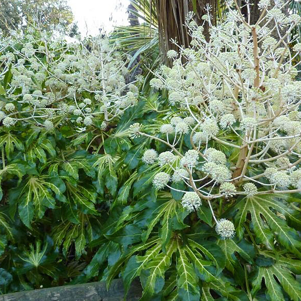 ARBORIX - Fatsia du Japon - Fatsia Japonica  - 60-80 cm pot - large