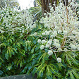 ARBORIX - Fatsia du Japon - Fatsia Japonica  - 60-80 cm pot - vignette