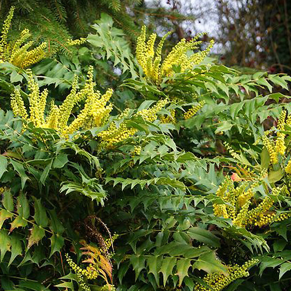ARBORIX - 2 x Mahonia media 'Charity' - Mahonia Media 'Charity'  - 30-50 cm pot - large