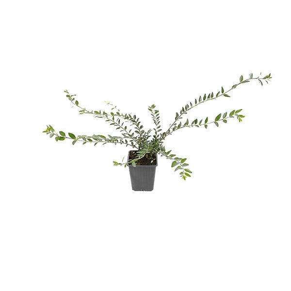 ARBORIX - 2 x Chèvrefeuille à cupule - Lonicera Pileata  - 30-40 cm pot - large