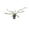 ARBORIX - 2 x Chèvrefeuille à cupule - Lonicera Pileata  - 30-40 cm pot - vignette