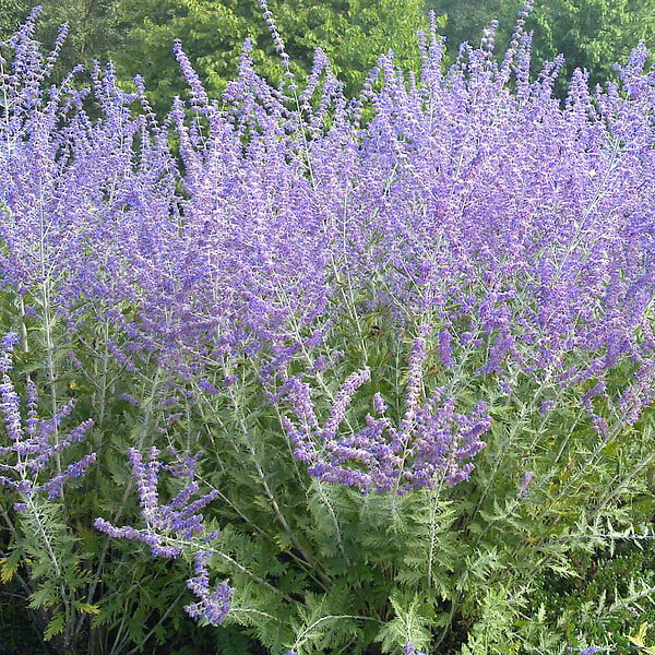 ARBORIX - Sauge d'Afghanistan 'Blue Spire' - Perovskia 'Blue Spire'  - 50-60 cm pot - large