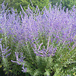 ARBORIX - Sauge d'Afghanistan 'Blue Spire' - Perovskia 'Blue Spire'  - 50-60 cm pot - vignette