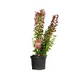 ARBORIX - 2 x Épine-vinette de Thunberg - Berberis thunbergii 'Red Rocket'  - 25-30 cm pot - vignette