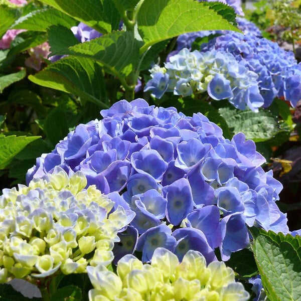 ARBORIX - 2 x Hortensia 'Bodensee' - Hydrangea macrophylla 'Bodensee'  - 25-30 cm pot - large