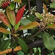 ARBORIX - Photinia x fraseri 'Red Robin' - Photinia Fraseri 'Red Robin'  - 60-80 cm pot - vignette
