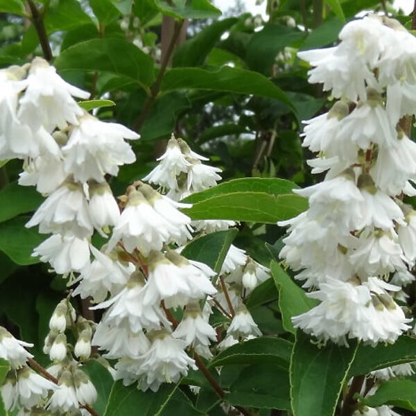 ARBORIX - 2 x Deutzie magnifica - Deutzia Magnifica  - 60-80 cm pot - large