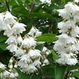 ARBORIX - 2 x Deutzie magnifica - Deutzia Magnifica  - 60-80 cm pot - vignette