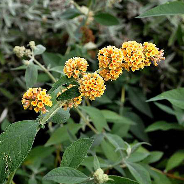 ARBORIX - 2 x Arbre aux papillons - Buddleja Weyeriana 'Sungold'  - 40-60 cm pot - large