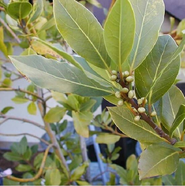 ARBORIX - 6 x Laurier noble - Laurus Nobilis  - godet 9cm x 9cm - large