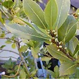 ARBORIX - 6 x Laurier noble - Laurus Nobilis  - godet 9cm x 9cm - vignette