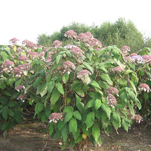 ARBORIX - Hydrangea 'Sargentiana' - Hydrangea Aspera Sargentiana  - 50-60 cm pot - large