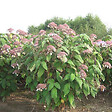 ARBORIX - Hydrangea 'Sargentiana' - Hydrangea Aspera Sargentiana  - 50-60 cm pot - vignette