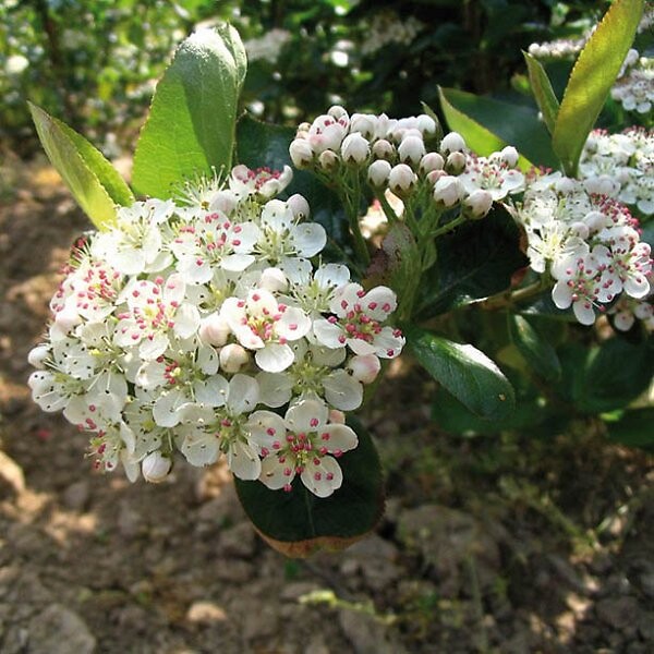 ARBORIX - 2 x Aronie à fruits noirs 'Viking' - Aronia prunifolia 'Viking'  - 40-60 cm pot - large