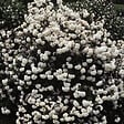 ARBORIX - Viorne carlcephalum - Viburnum Carlcephalum  - 40-60 cm pot - vignette