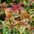ARBORIX - Abélie - Abelia Grandiflora Kaleidoscope  - 50-60 cm pot - vignette