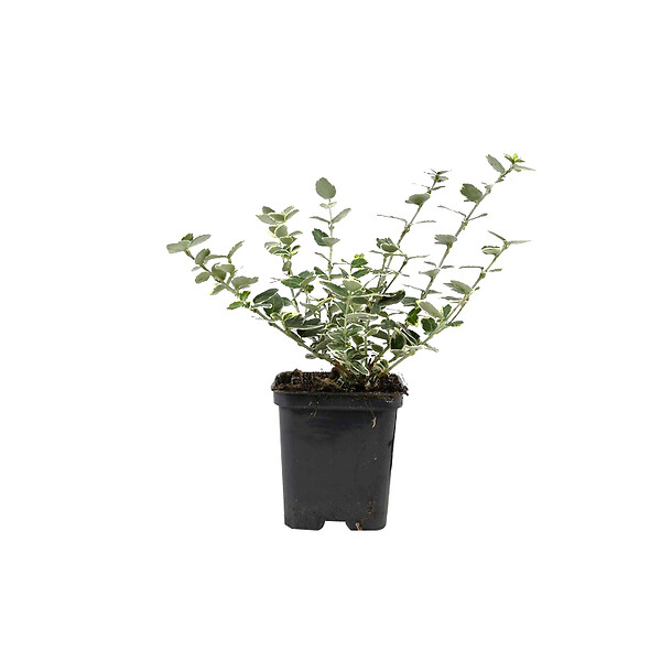 ARBORIX - Fusain persistant 'Emerald Gaiety' - Euonymus Fortunei 'Emerald Gaiety'  - 40-50 cm pot - large