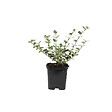 ARBORIX - Fusain persistant 'Emerald Gaiety' - Euonymus Fortunei 'Emerald Gaiety'  - 40-50 cm pot - vignette