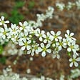 ARBORIX - 2 x Spirée de Thunberg - Spiraea thunbergii  - 40-60 cm pot - vignette