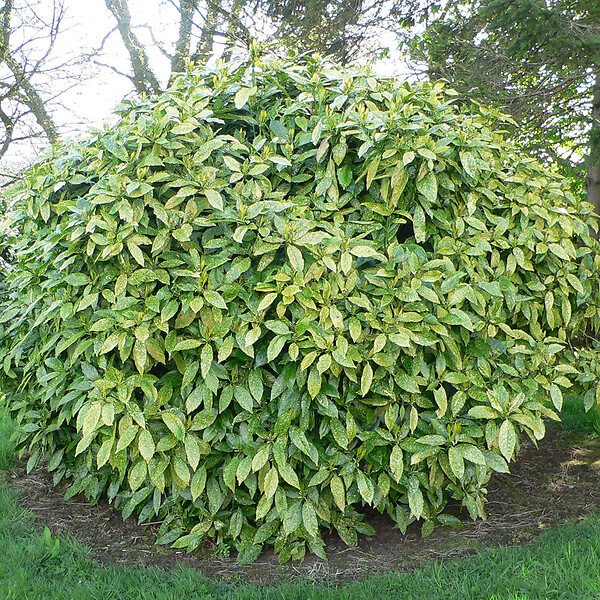 ARBORIX - 2 x Aucuba du Japon 'Variegata' - Aucuba Japonica 'Variegata'  - 30-40 cm pot - large