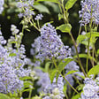 ARBORIX - 2 x Céanothe 'Gloire De Versailles' - Ceanothus 'Gloire De Versailles'  - 40-50 cm pot - vignette