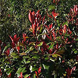 ARBORIX - 2 x Photinia fraseri 'Little Red Robin' - Photinia Fraseri 'Little Red Robin'  - 25-30 cm pot - vignette