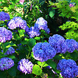 ARBORIX - 2 x Hortensia 'Benelux' - Hydrangea 'Benelux'  - 30-40 cm pot - vignette
