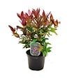 ARBORIX - 2 x Leucothoe fontanesiana (= 'Zeblid') - Leucothoe Scarletta (= 'Zeblid')  - 20-30 cm pot - vignette