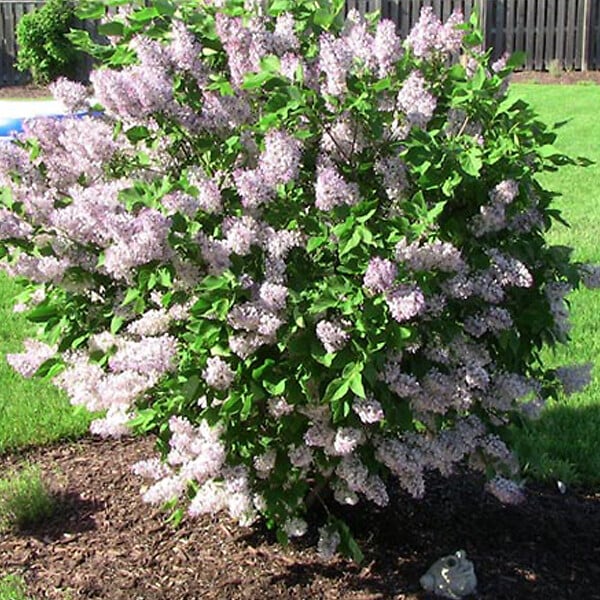 ARBORIX - 2 x Lilas de Chine 'Miss Kim' - Syringa patula 'Miss Kim'  - 40-60 cm pot - large