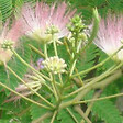 ARBORIX - Arbre de soie 'Rosea' - Albizia julibrissin 'Rosea'  - 40-50 cm pot - vignette