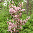 ARBORIX - Cerisier du Japon 'Brillant' - Prunus nipponica 'Brillant'  - 60-80 cm pot - vignette