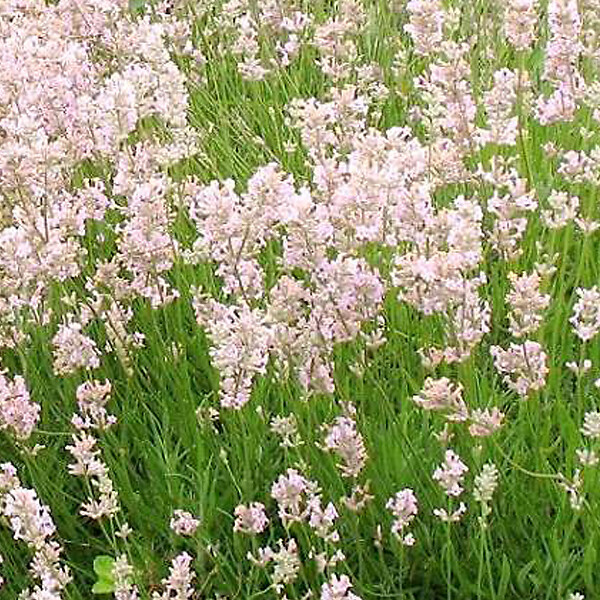 ARBORIX - 6 x Lavande vraie 'Rosea' - Lavandula Angustifolia 'Rosea'  - godet 9cm x 9cm - large