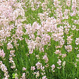 ARBORIX - 6 x Lavande vraie 'Rosea' - Lavandula Angustifolia 'Rosea'  - godet 9cm x 9cm - vignette