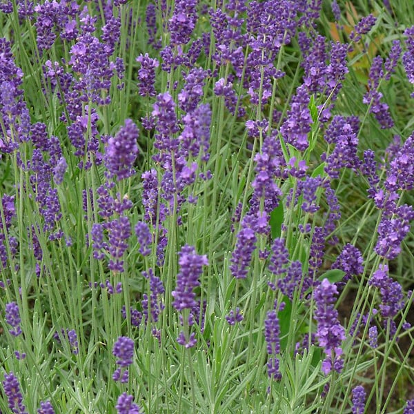 ARBORIX - 6 x Lavandin 'Dutch' - Lavandula Intermedia 'Dutch'  - godet 9cm x 9cm - large