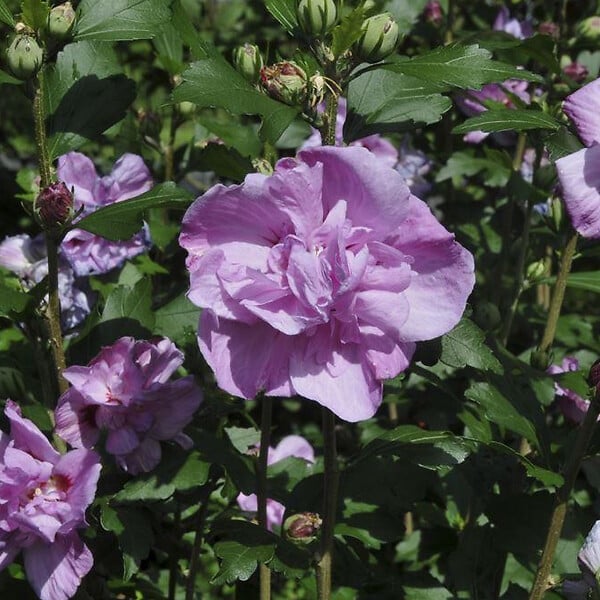 ARBORIX - Mauve en arbre 'Ardens' - Hibiscus syriacus 'Ardens'  - 40-60 cm pot - large