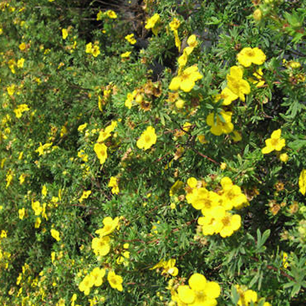 ARBORIX - 2 x Potentille arbustive 'Goldfinger' - Potentilla Fruticosa 'Goldfinger'  - 25-30 cm pot - large