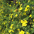 ARBORIX - 2 x Potentille arbustive 'Goldfinger' - Potentilla Fruticosa 'Goldfinger'  - 20-25 cm pot - vignette