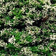 ARBORIX - 2 x Troène du Japon - Ligustrum Japonicum  - 60-80 cm pot - vignette
