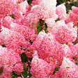 ARBORIX - 2 x Hortensia paniculé 'Framboisine'® - Hydrangea paniculata 'Framboisine'®  - 30-40 cm pot - vignette