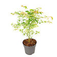PLANT IN A BOX - Érable du Japon - Acer palmatum 'Ukigumo' - Hauteur 50-60cm - ⌀19cm - vignette