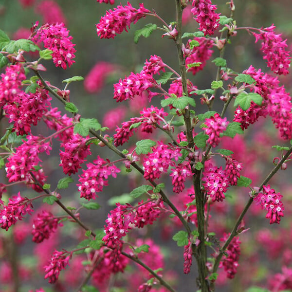 ARBORIX - 2 x Groseillier à fleurs - Ribes sanguineum  - 50-60 cm pot - large