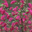 ARBORIX - 2 x Groseillier à fleurs - Ribes sanguineum  - 50-60 cm pot - vignette