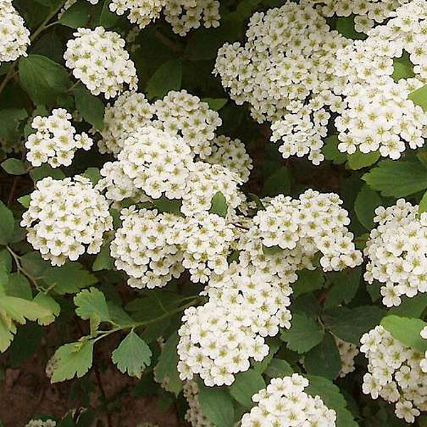 ARBORIX - 2 x Spirée de Vanhoutte - Spiraea Vanhouttei  - 30-40 cm pot - large