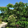 ARBORIX - Arbre de soie 'Ombrella' - Albizia Julibrissin 'Ombrella'  - 40-50 cm pot - vignette
