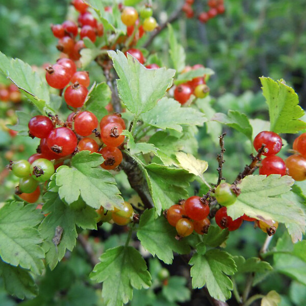 ARBORIX - 2 x Groseiller des Alpes - Ribes alpinum  - 50-60 cm pot - large