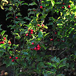 ARBORIX - 2 x Houx 'Blue Princess' - Ilex Meserveae 'Blue Princess'  - 40-60 cm pot - vignette