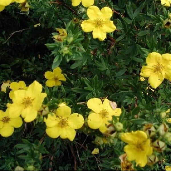 ARBORIX - 2 x Potentille arbustive 'Goldstar' - Potentilla fruticosa 'Goldstar'  - 25-30 cm pot - large