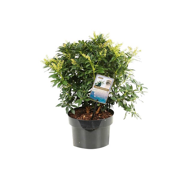 ARBORIX - 2 x Andromède du Japon 'Sarabande' - Pieris japonica 'Sarabande'  - 20-30 cm pot - large
